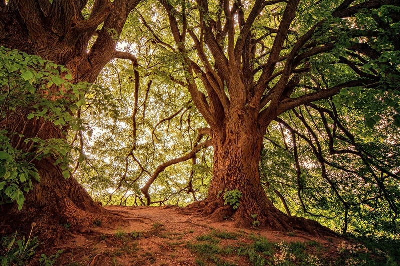 Forest Bathing